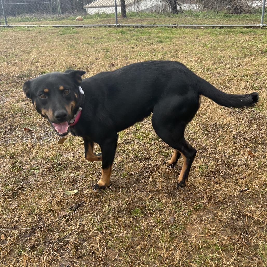 Enlarge Wrenley, a Adoptable Mixed Breed in Auburn, AL image 6/6