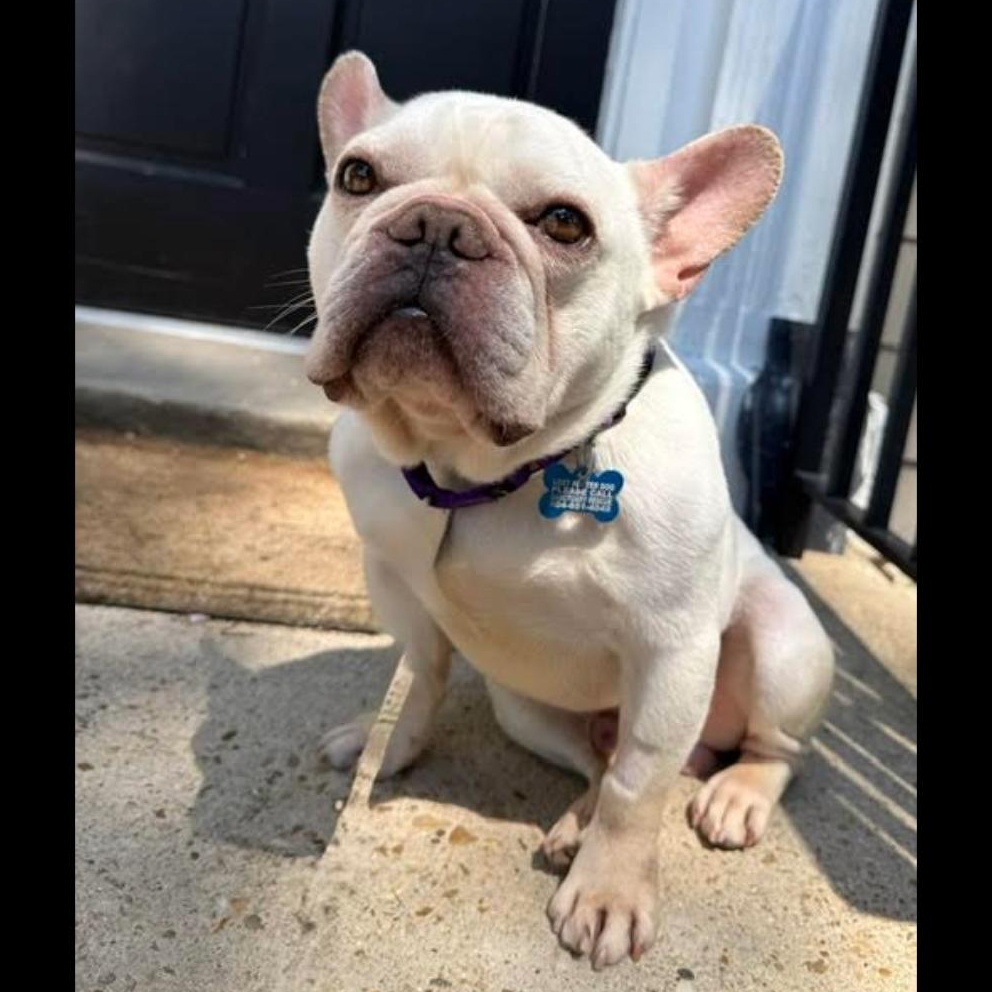 Pierre, an adopted French Bulldog in Midlothian, VA image 5/6