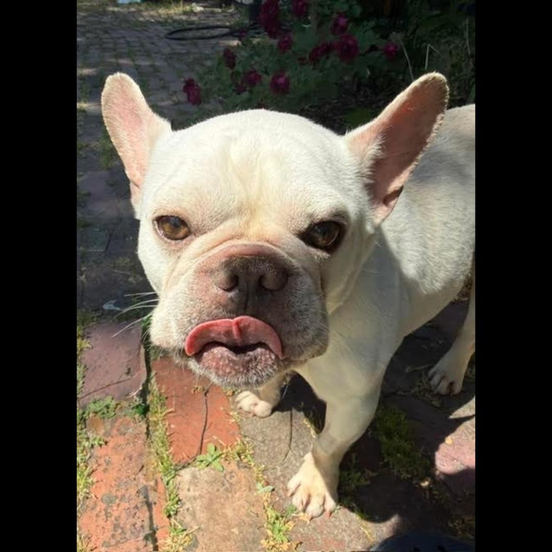 Pierre, an adopted French Bulldog in Midlothian, VA image 4/6