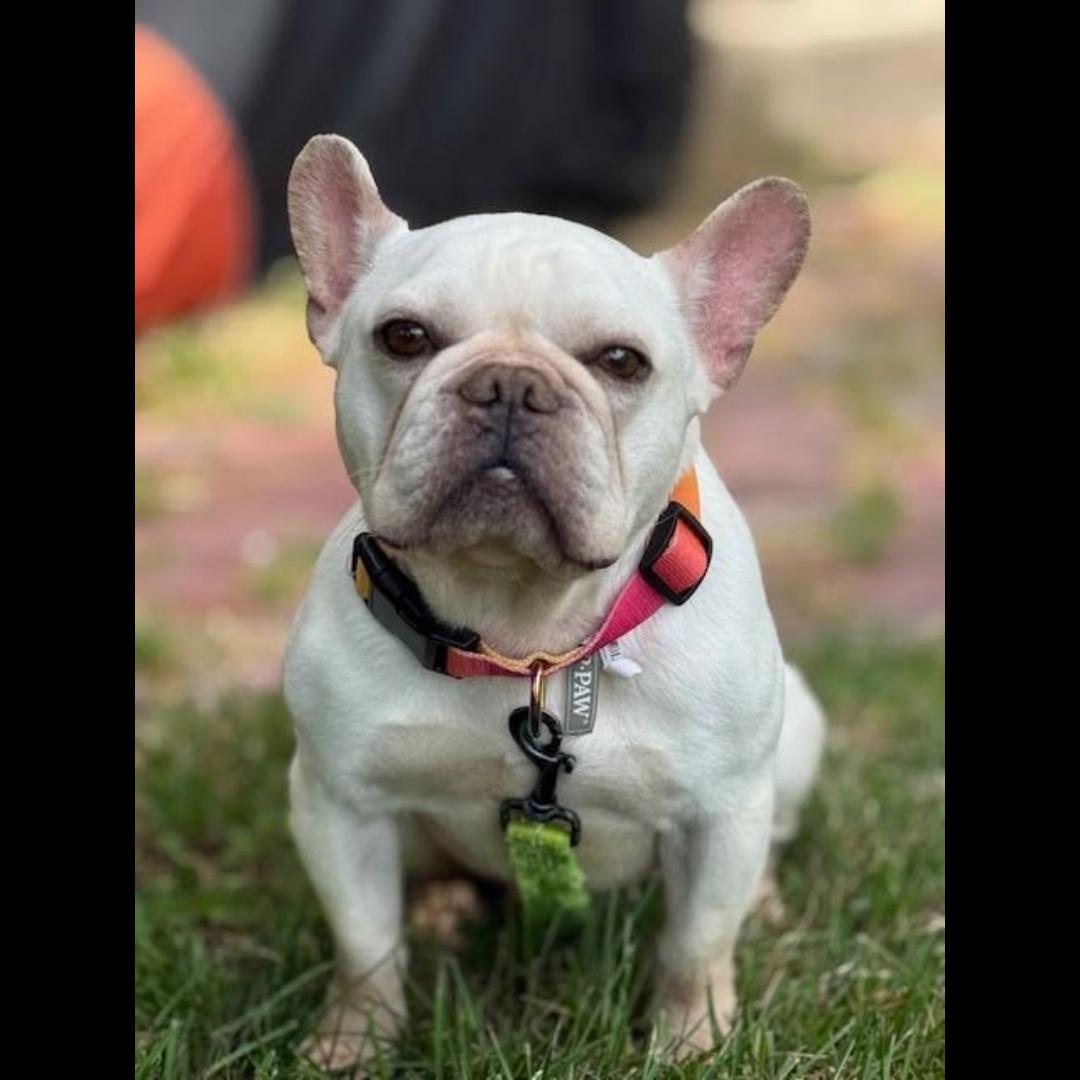 Pierre, an adopted French Bulldog in Midlothian, VA image 2/6