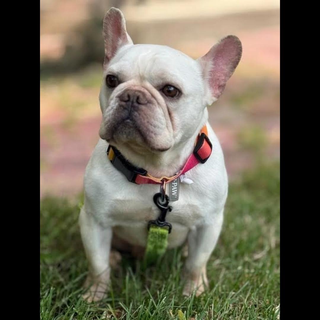 Pierre, an adopted French Bulldog in Midlothian, VA image 6/6