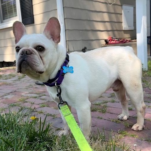 Pierre, an adopted French Bulldog in Midlothian, VA image 3/6