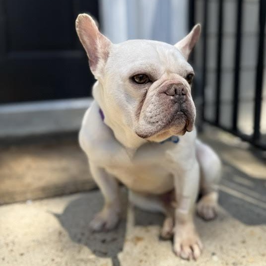 Pierre, an adopted French Bulldog in Midlothian, VA image 1/6