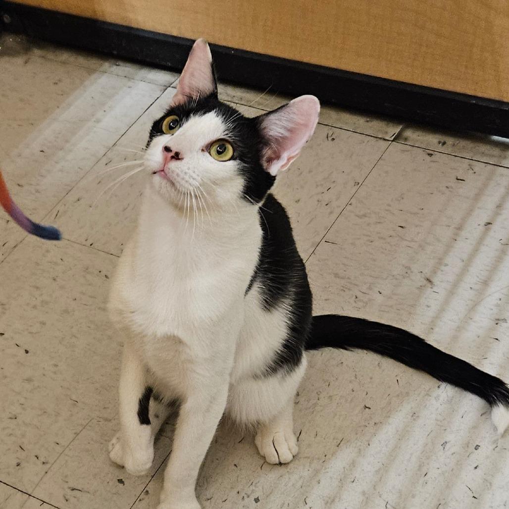 Mister, Adoptable, Young Male Domestic Short Hair.