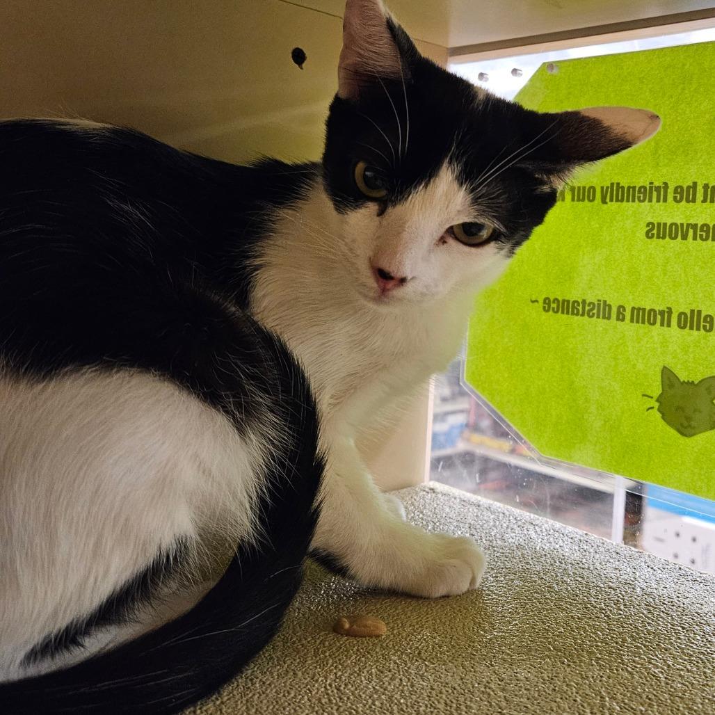 Mister, a Adoptable Domestic Short Hair in Las Vegas, NV image 1/2
