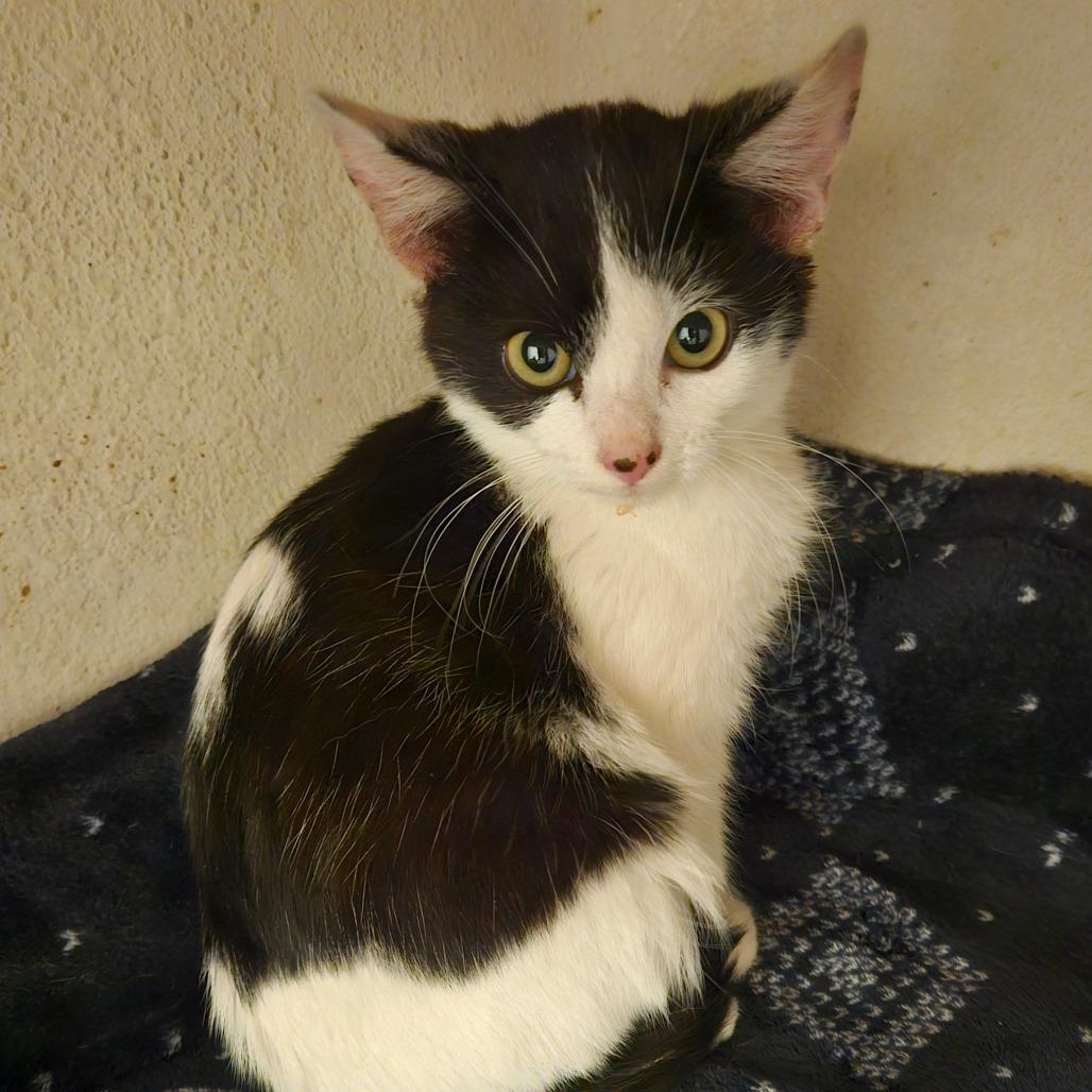 Mister, Adoptable, Kitten Male Domestic Short Hair.