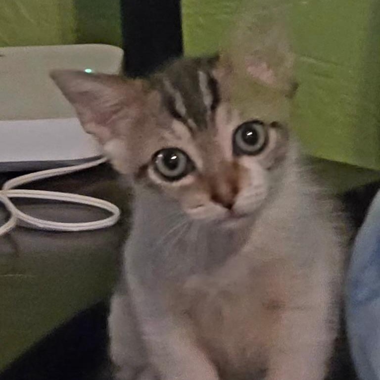 Jelly Bean, Adoptable, Kitten Female Tabby.