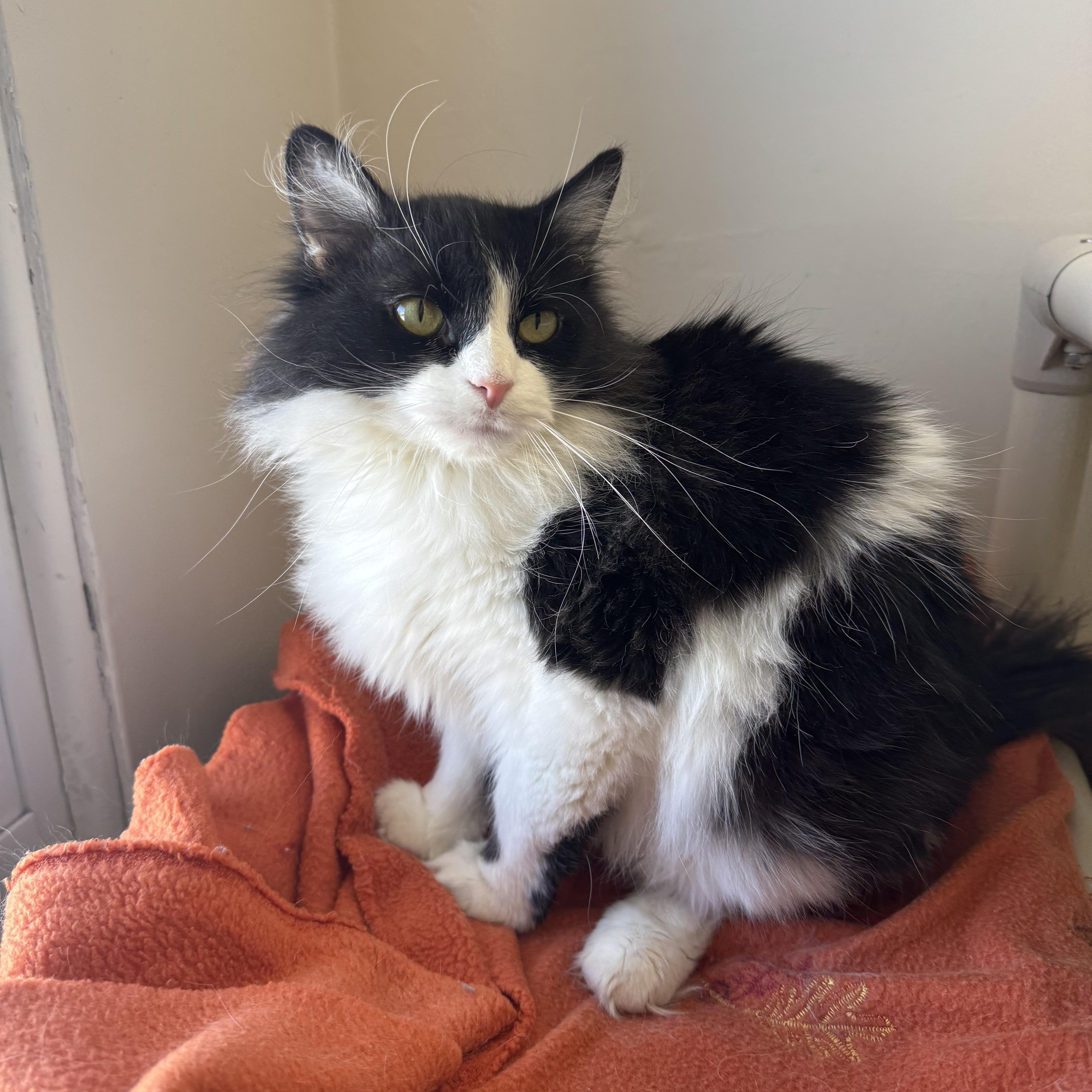 Mavis, ADOPTABLE, Adult Female Domestic Long Hair.
