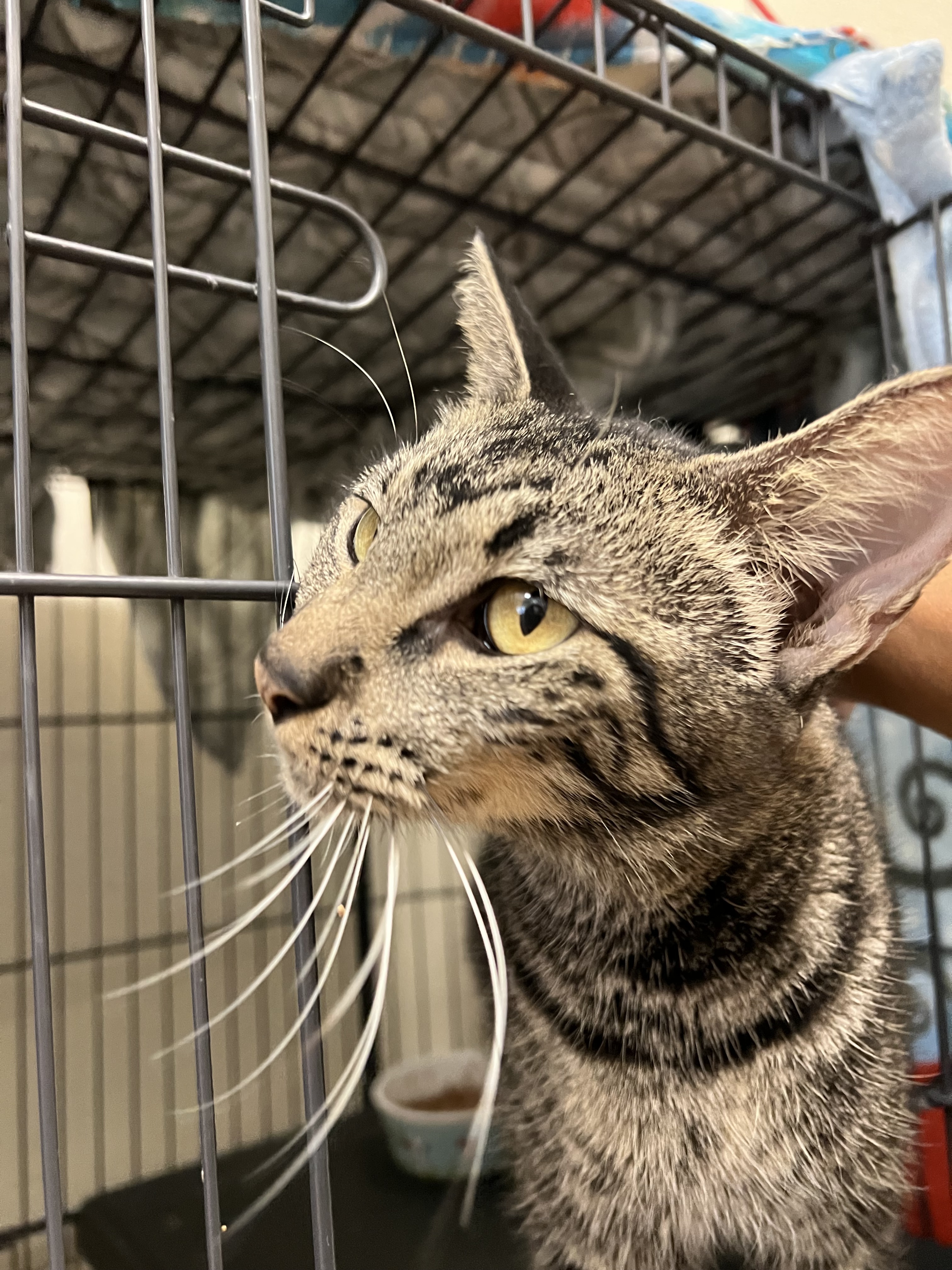 Luna, a Adoptable Domestic Short Hair in Lago Vista, TX image 4/5