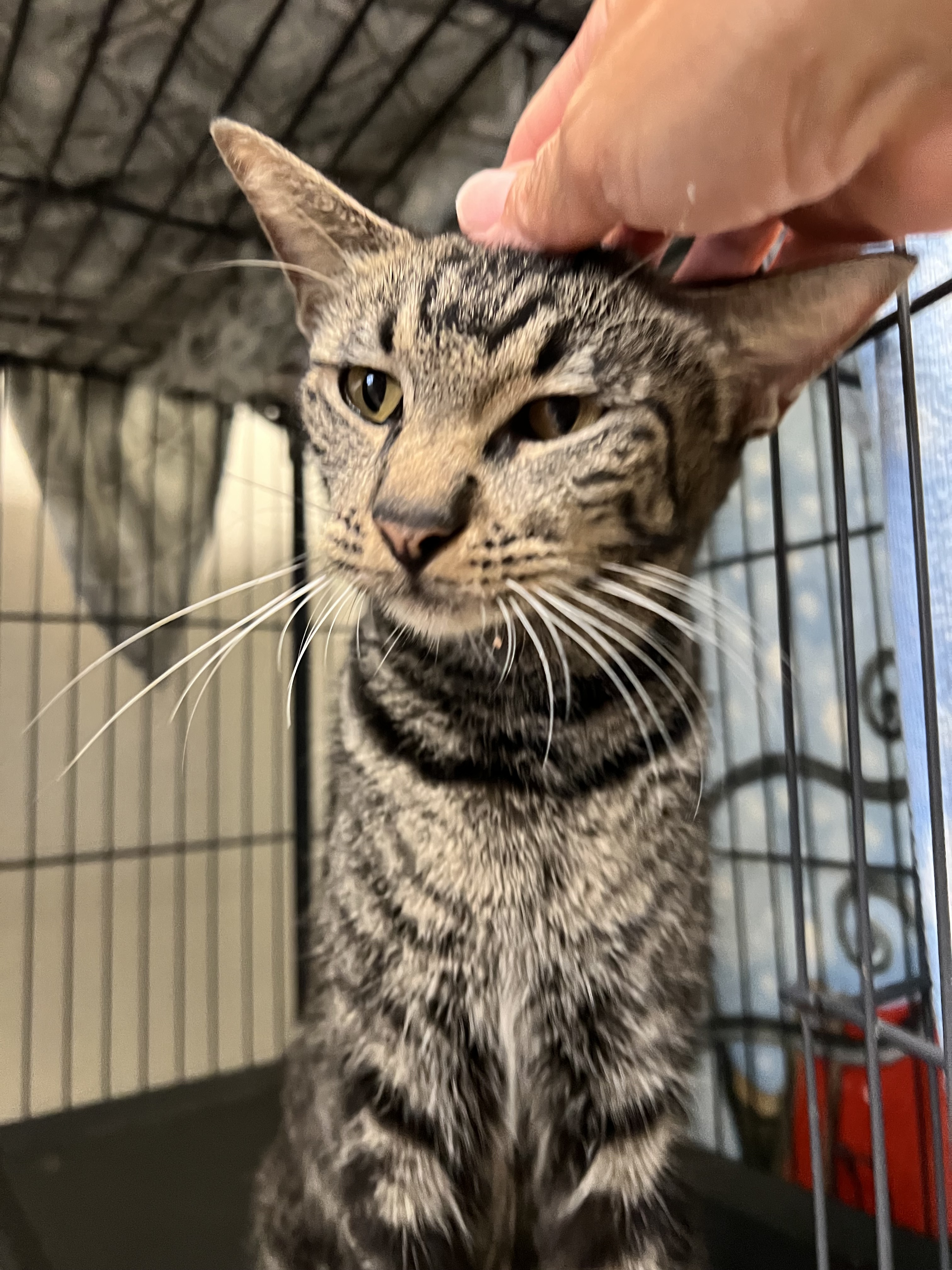 Luna, a Adoptable Domestic Short Hair in Lago Vista, TX image 5/5