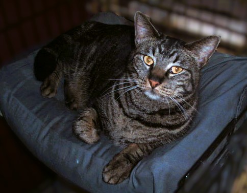 Luna, a Adoptable Domestic Short Hair in Lago Vista, TX image 3/5