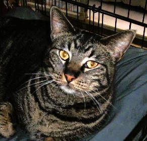 Luna, a Adoptable Domestic Short Hair in Lago Vista, TX image 2/5