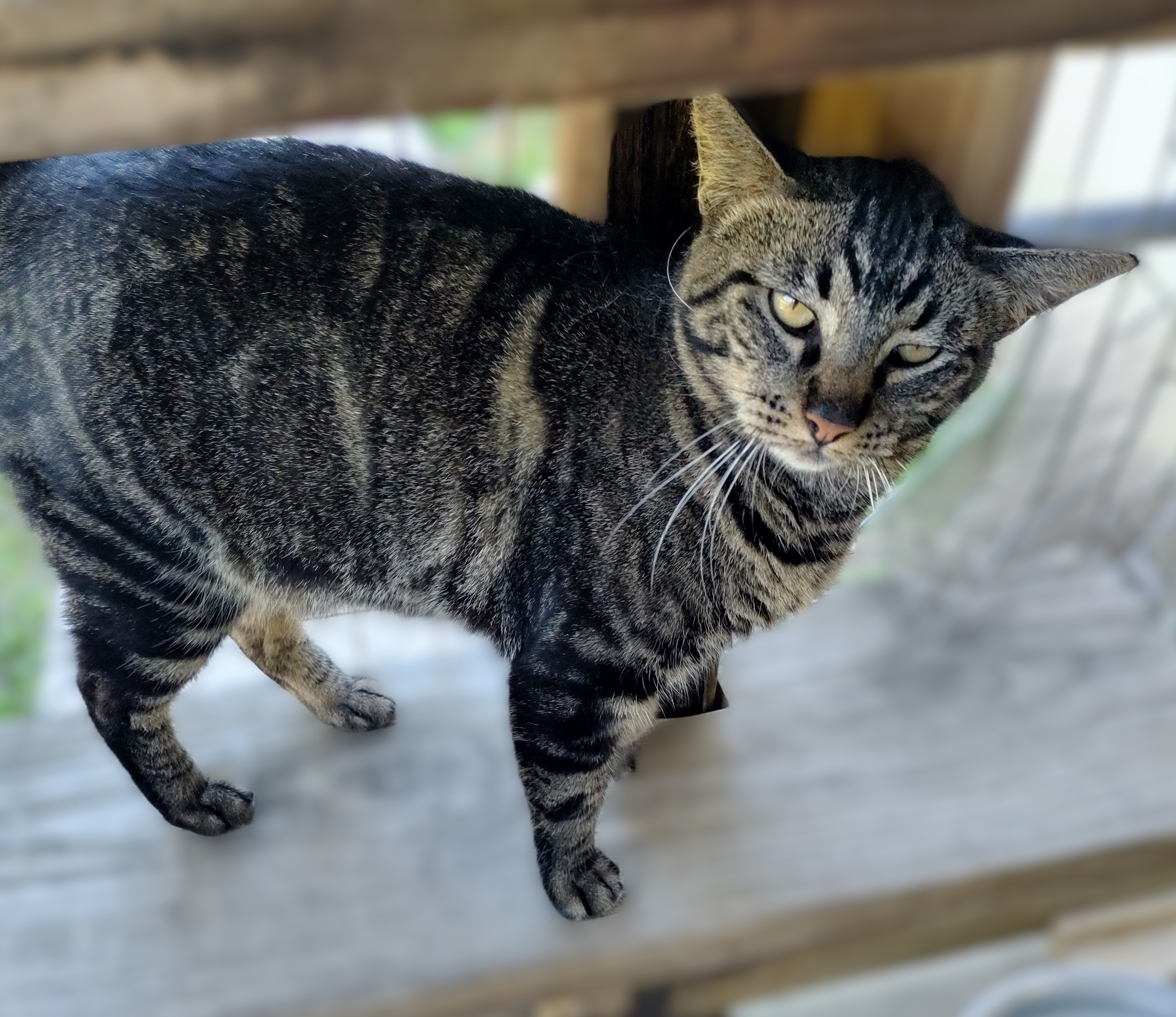 Luna, Adoptable, Adult Female Domestic Short Hair.