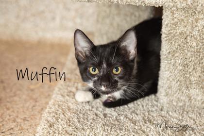 Muffin, a Adoptable Domestic Short Hair in Scottsdale, AZ image 1/3