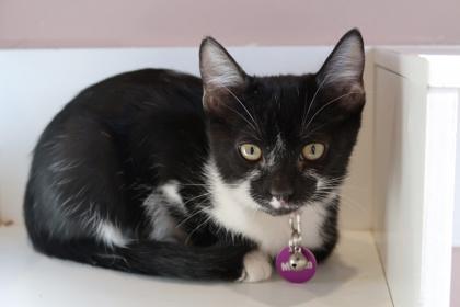 Muffin, a Adoptable Domestic Short Hair in Scottsdale, AZ image 2/3