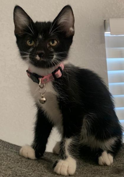 Muffin, a Adoptable Domestic Short Hair in Scottsdale, AZ image 3/3