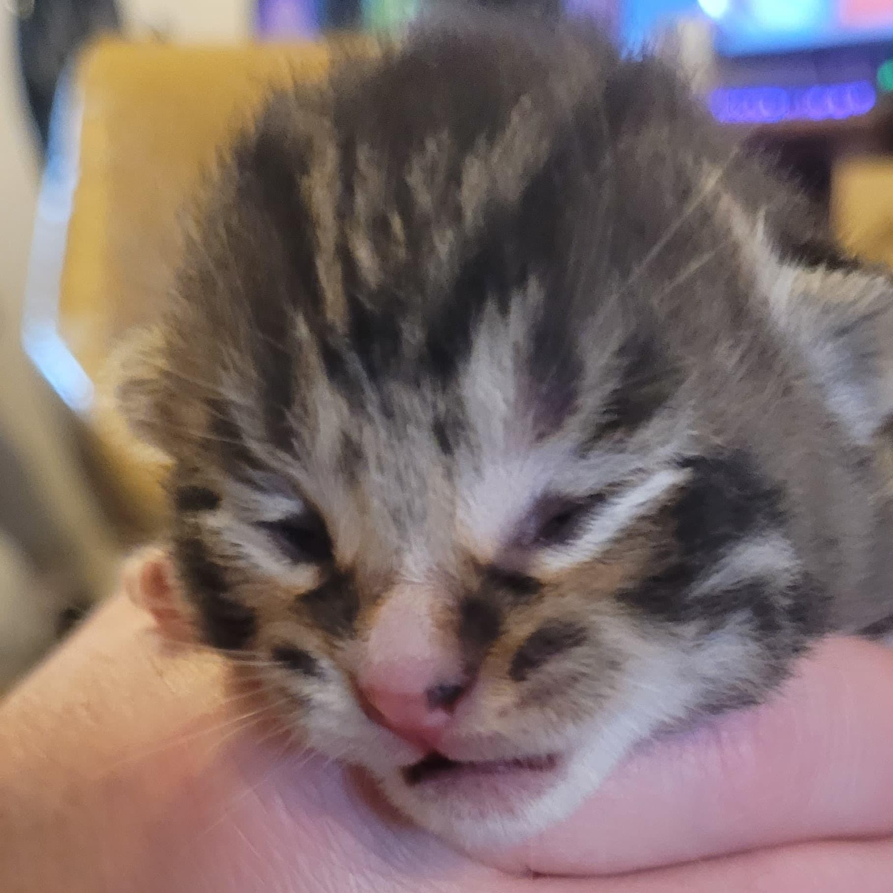 Fern , Adoptable, Kitten Male Tortoiseshell & Tabby.