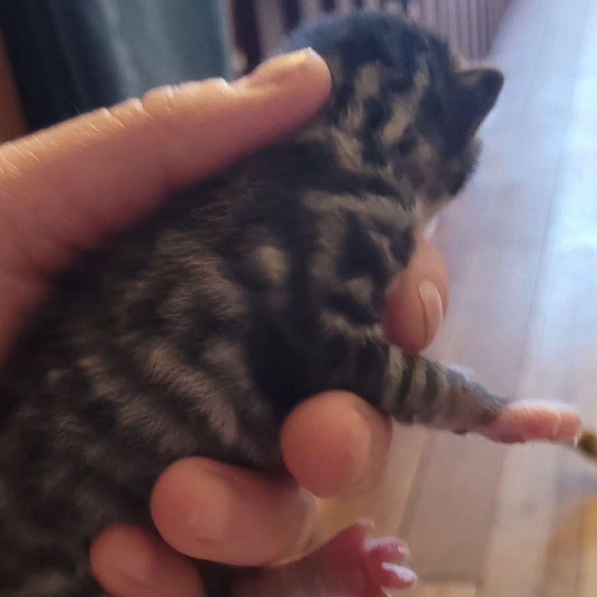 Enlarge Fern , a Adoptable mixed breed in Midland, MI image 2/2