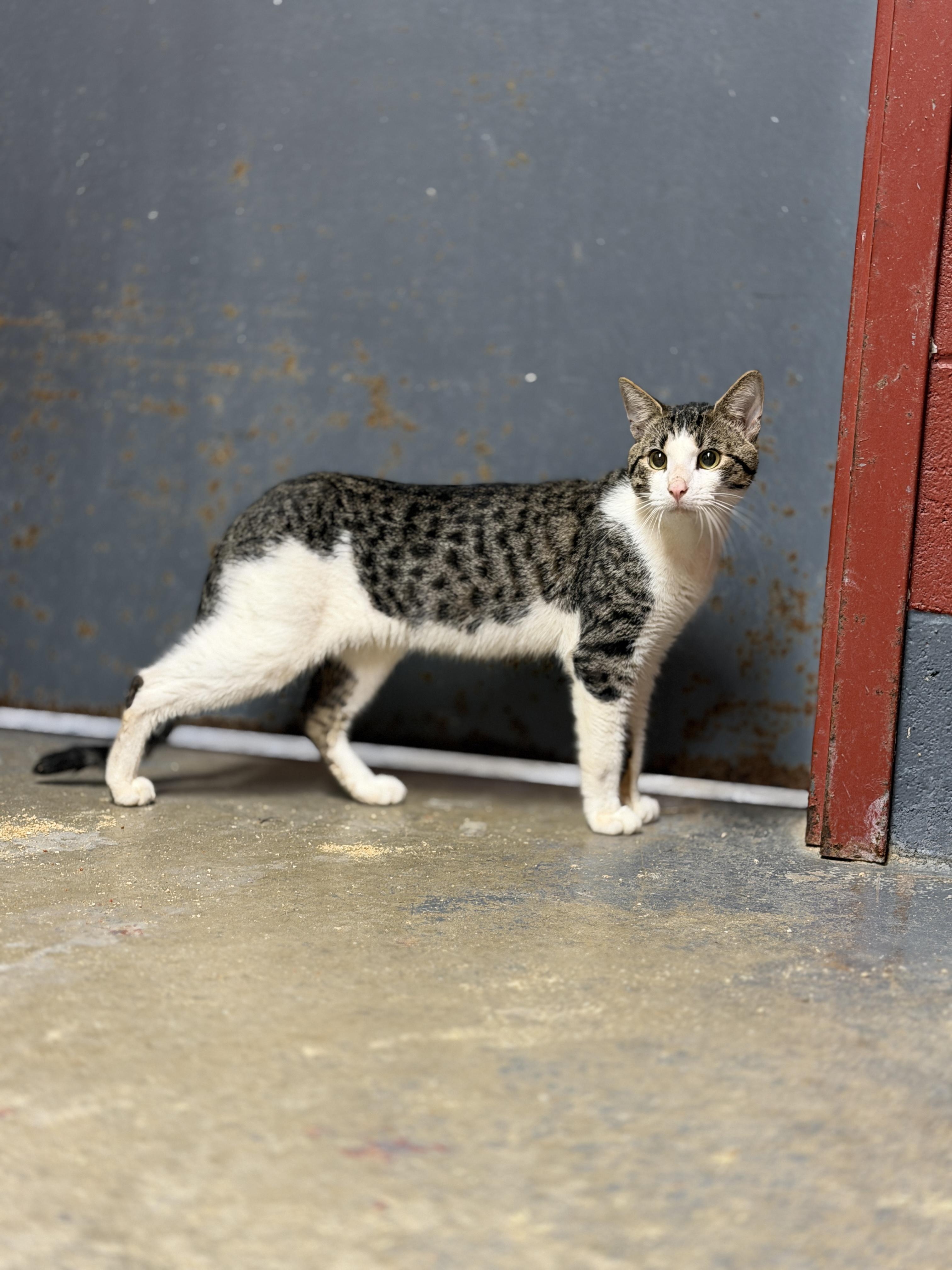 Frankie, Adoptable, Young Male Domestic Short Hair.