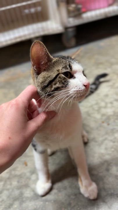 Enlarge Frankie, a Adoptable Domestic Short Hair in Elberton, GA video 2/2
