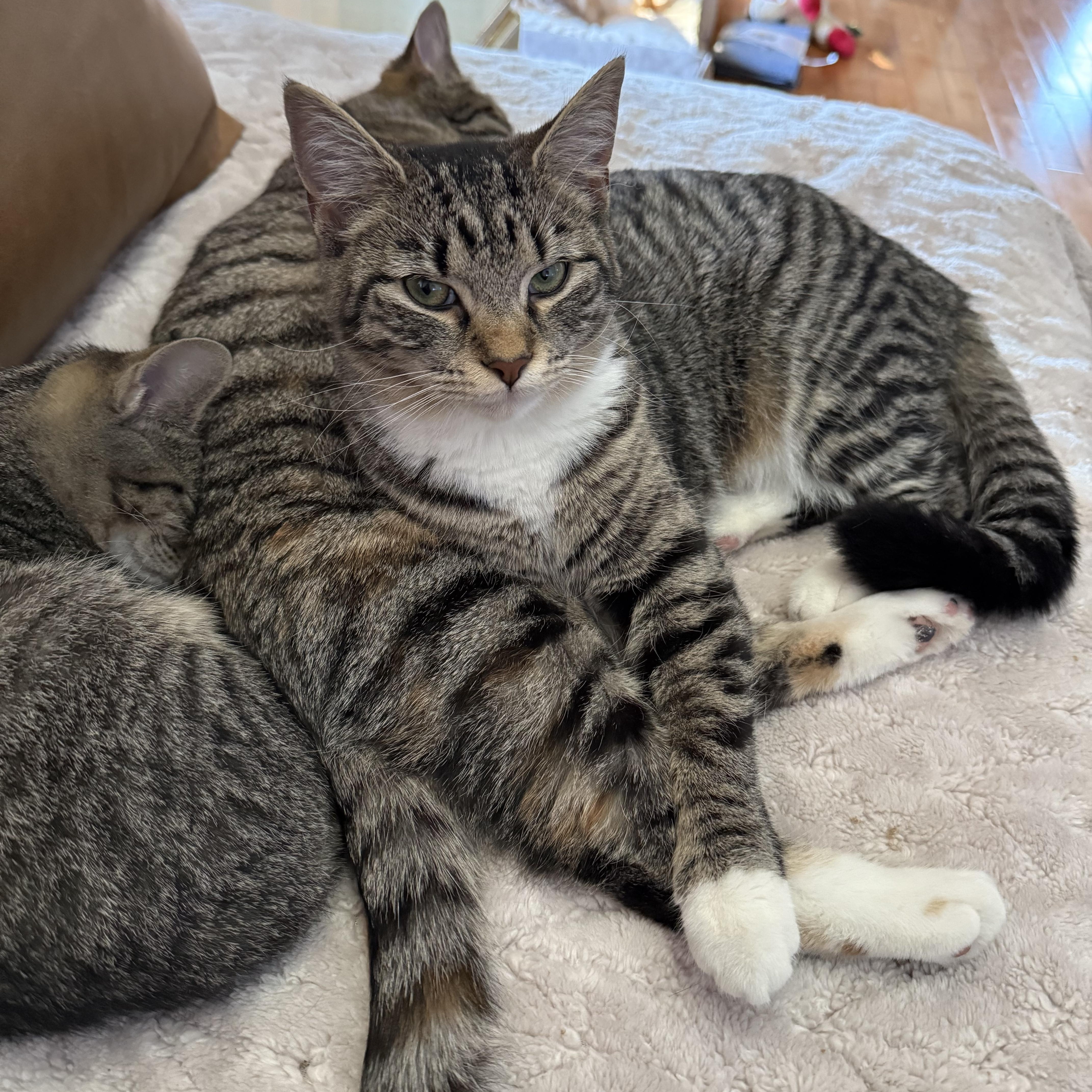 Enlarge Maeve (bonded to Mae) , a ADOPTABLE Domestic Short Hair in Asheville, NC image 4/4