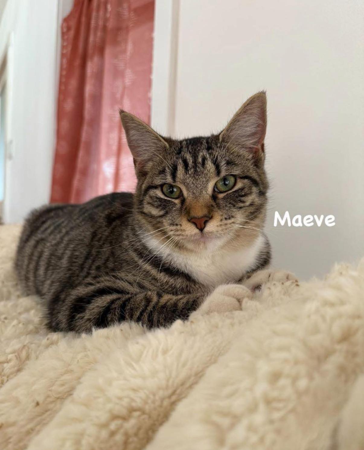 Enlarge Maeve (bonded to Mae) , a ADOPTABLE Domestic Short Hair in Asheville, NC image 2/4