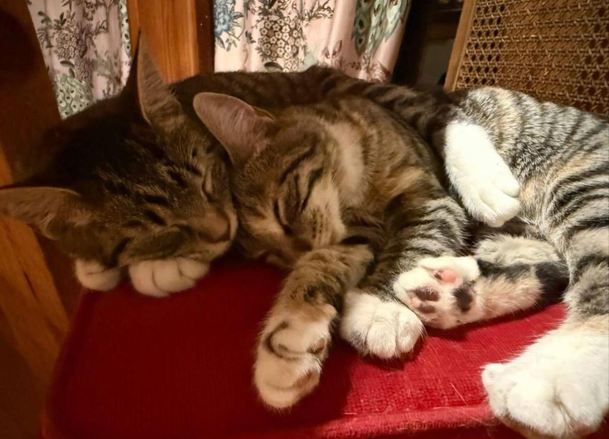 Enlarge Maeve (bonded to Mae) , a ADOPTABLE Domestic Short Hair in Asheville, NC image 3/4