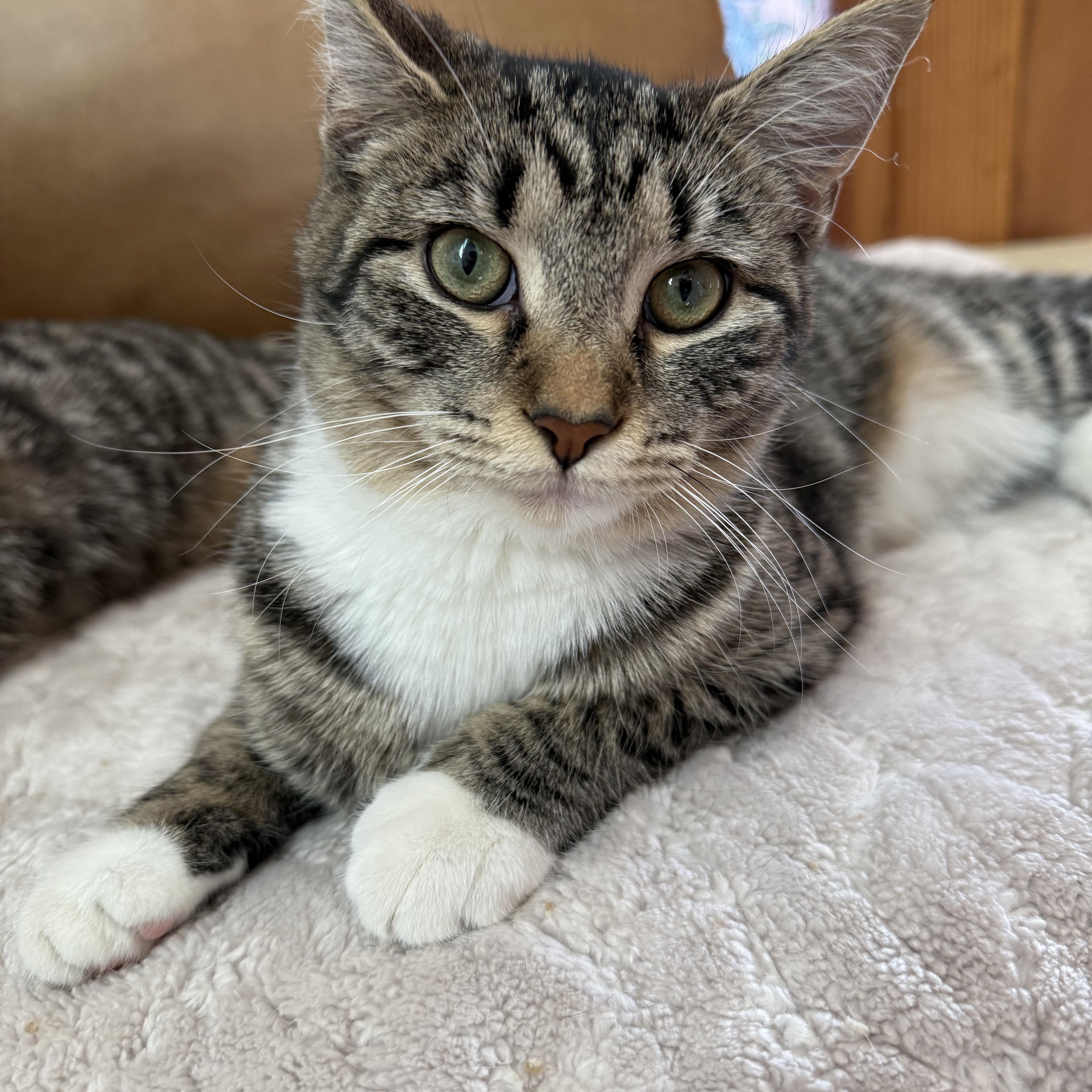 Maeve (bonded to Mae) , ADOPTABLE, Kitten Female Domestic Short Hair.