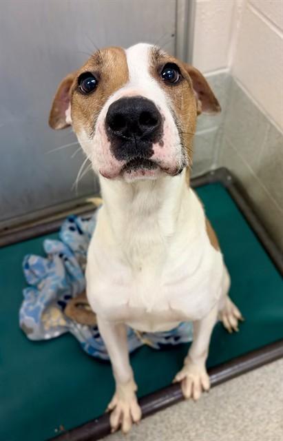 IVY, Adoptable, Adult Female Pit Bull Terrier & Mixed Breed.