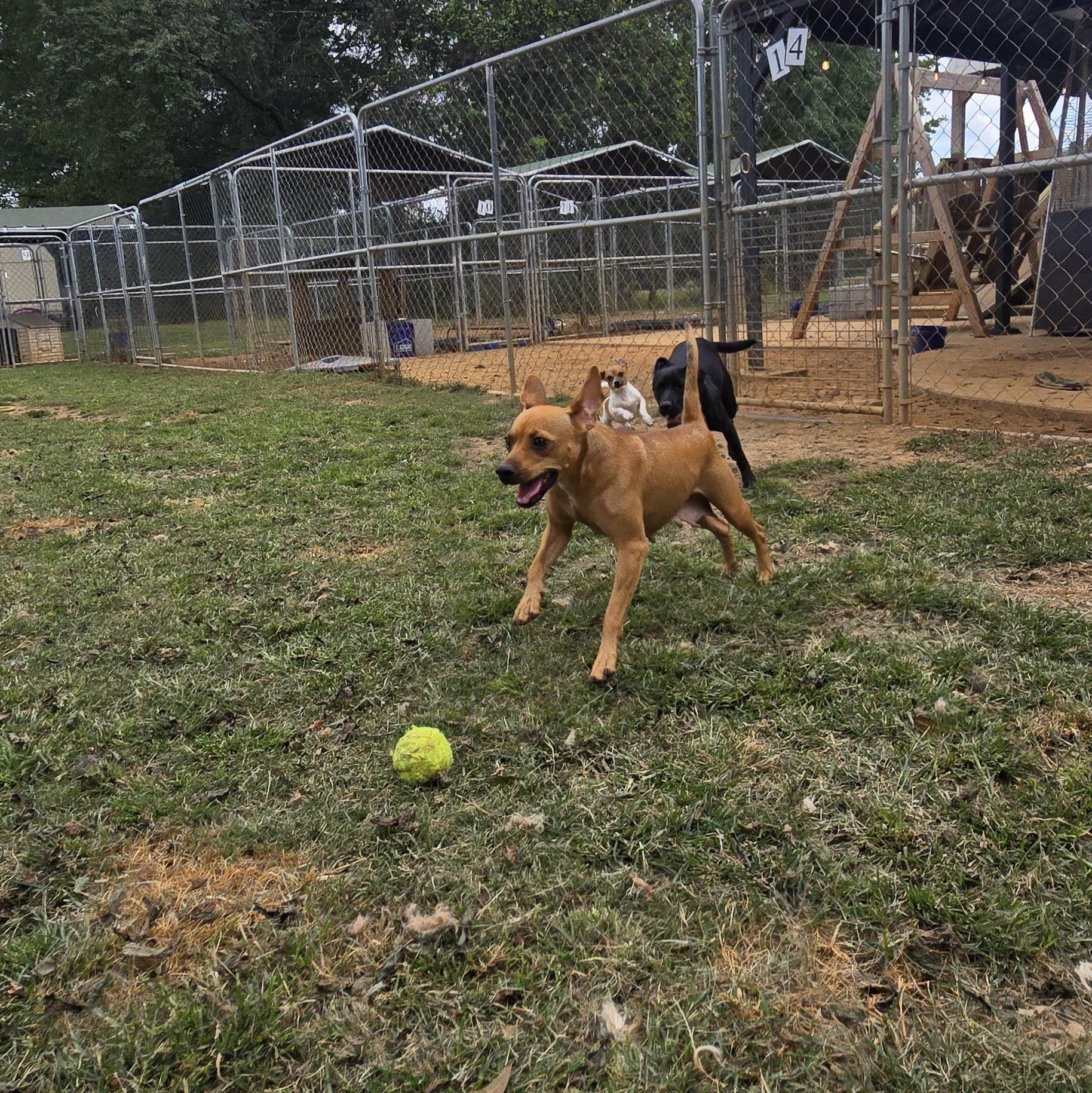 Demi, a Adoptable Miniature Pinscher in Athens, AL image 5/6