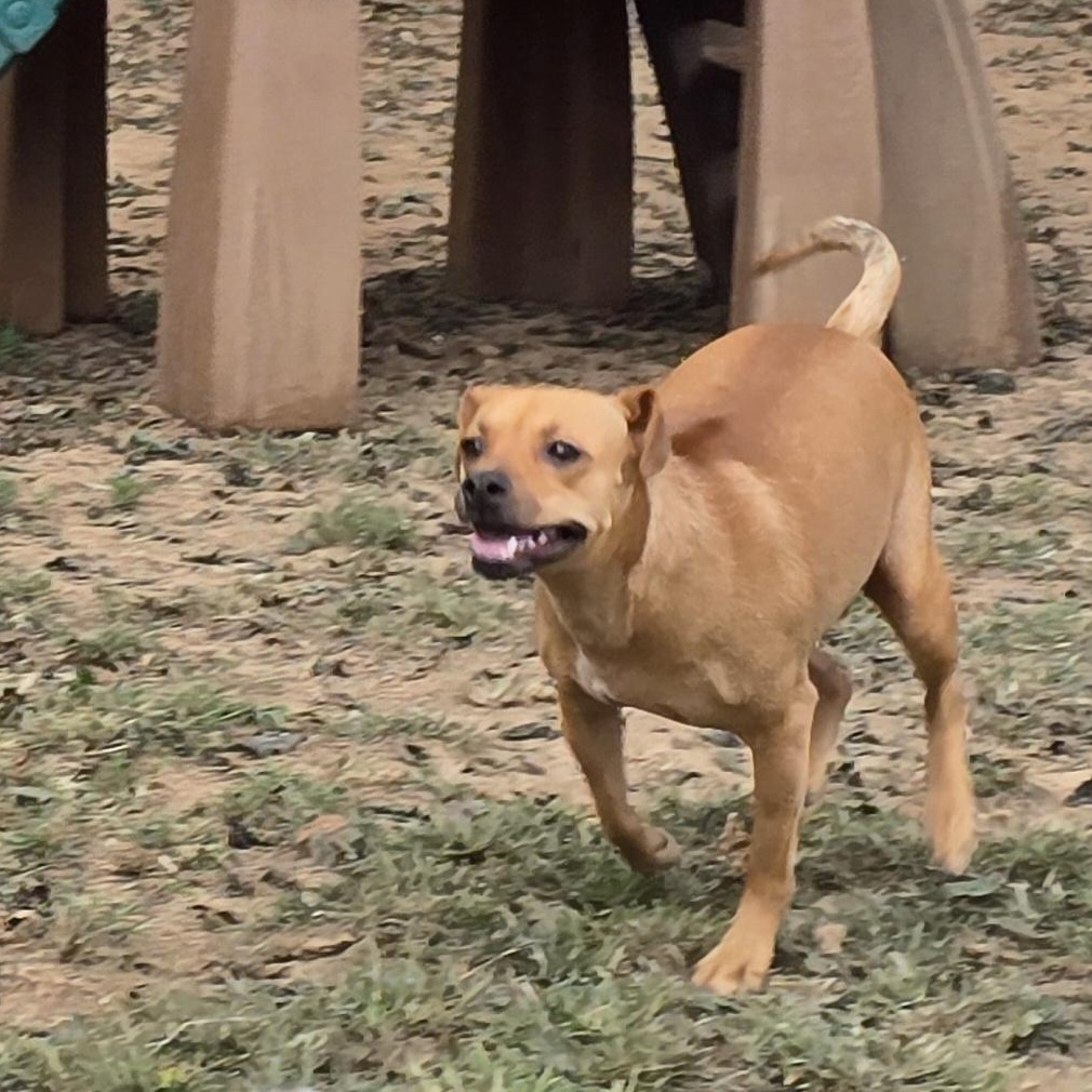 Demi, a Adoptable Miniature Pinscher in Athens, AL image 1/6