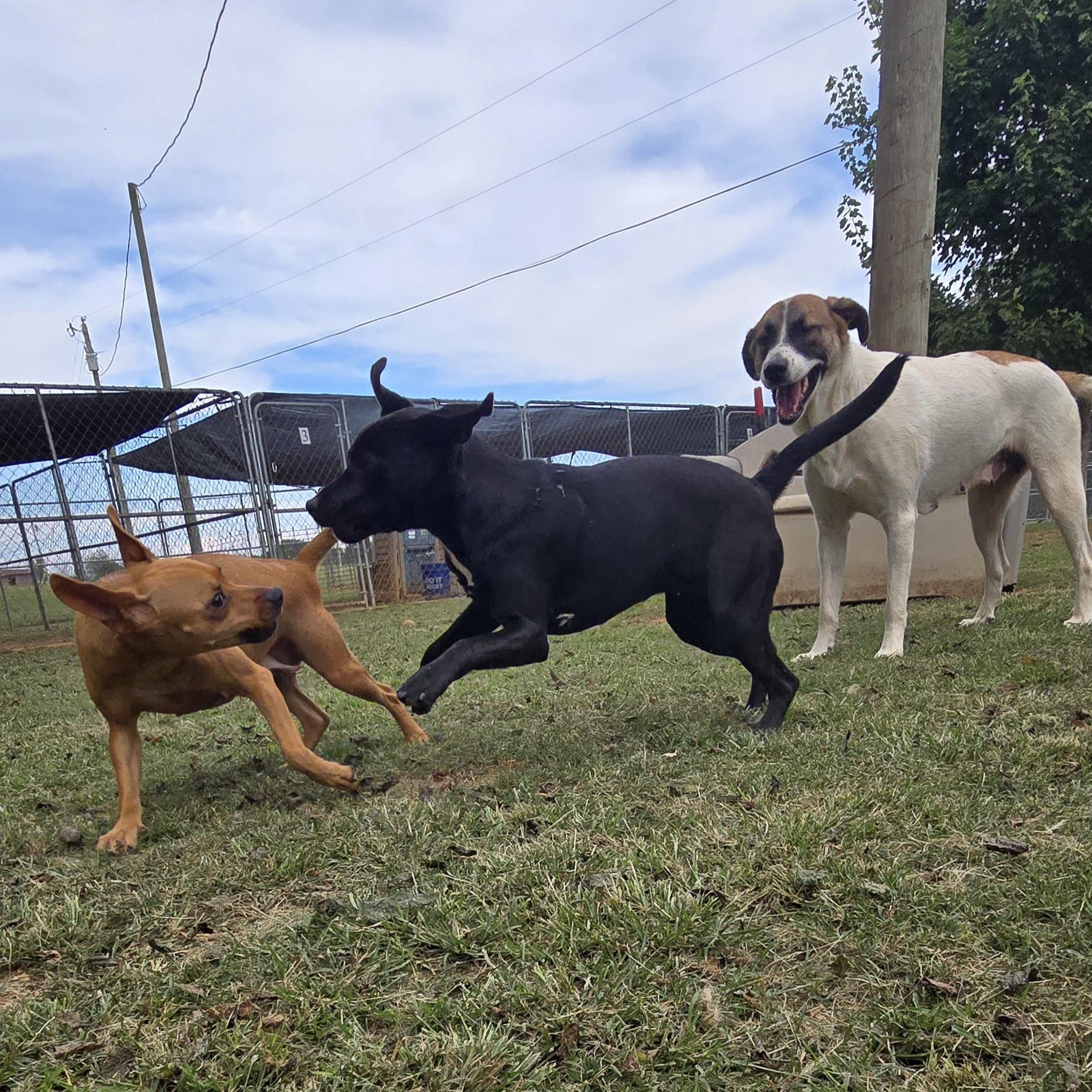 Demi, a Adoptable Miniature Pinscher in Athens, AL image 6/6
