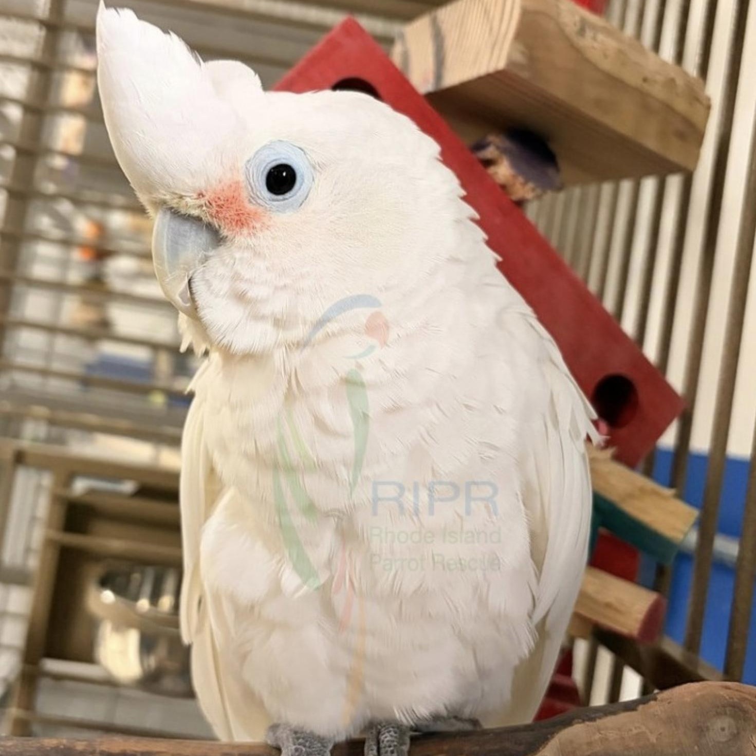 Enlarge Kalise, a Adoptable Cockatoo in Warwick, RI image 1/4