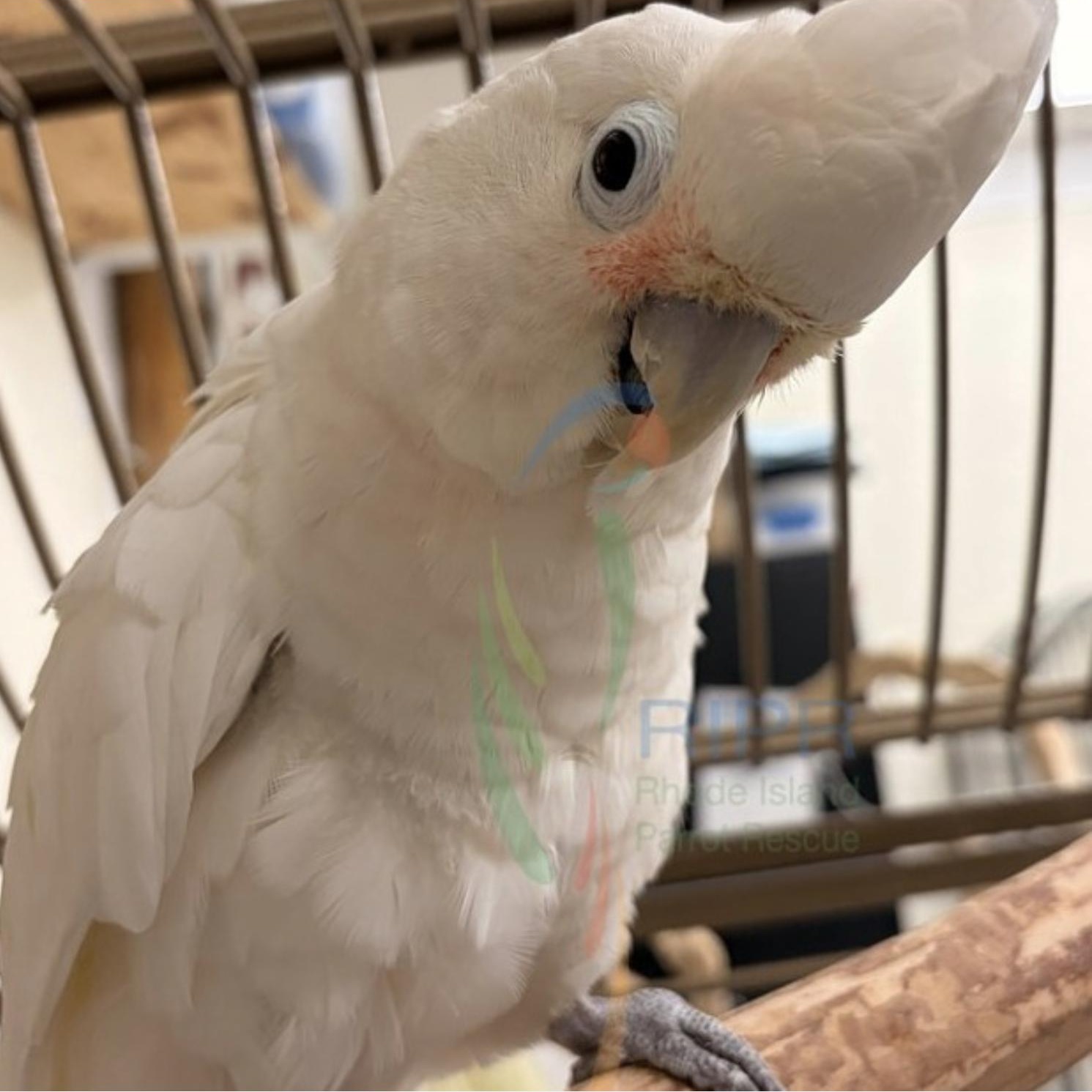 Enlarge Kalise, a Adoptable Cockatoo in Warwick, RI image 2/4