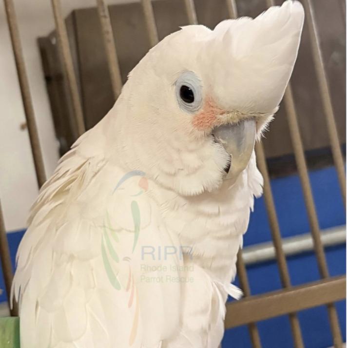 Enlarge Kalise, a Adoptable Cockatoo in Warwick, RI image 3/4