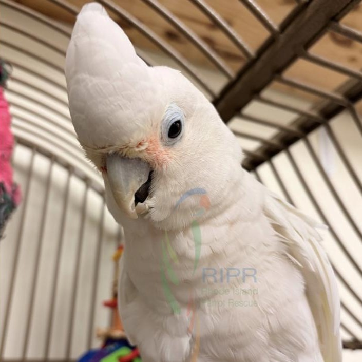 Enlarge Kalise, a Adoptable Cockatoo in Warwick, RI image 4/4