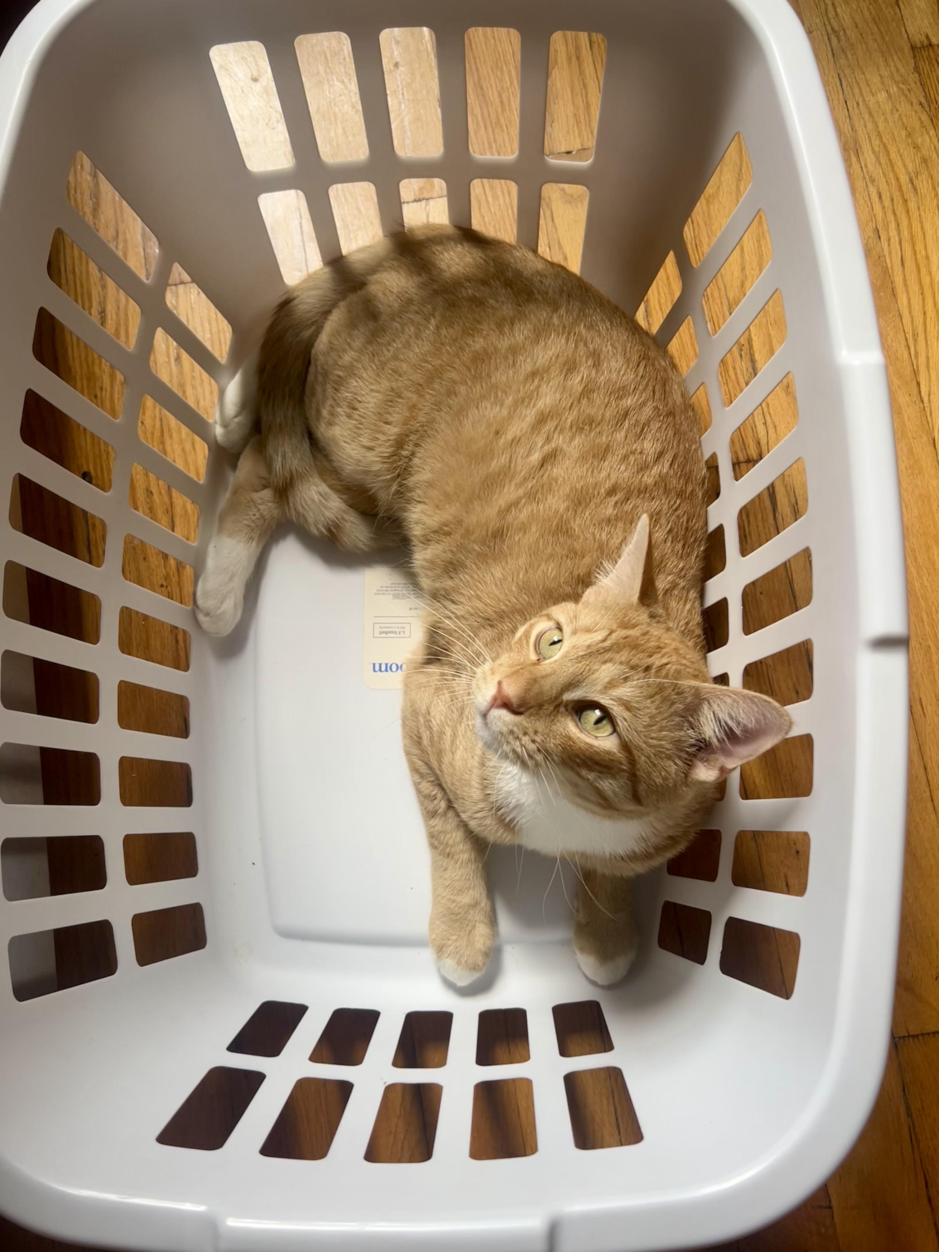 Saxon N -  Ginger Dream Domestic Short Hair Cat
