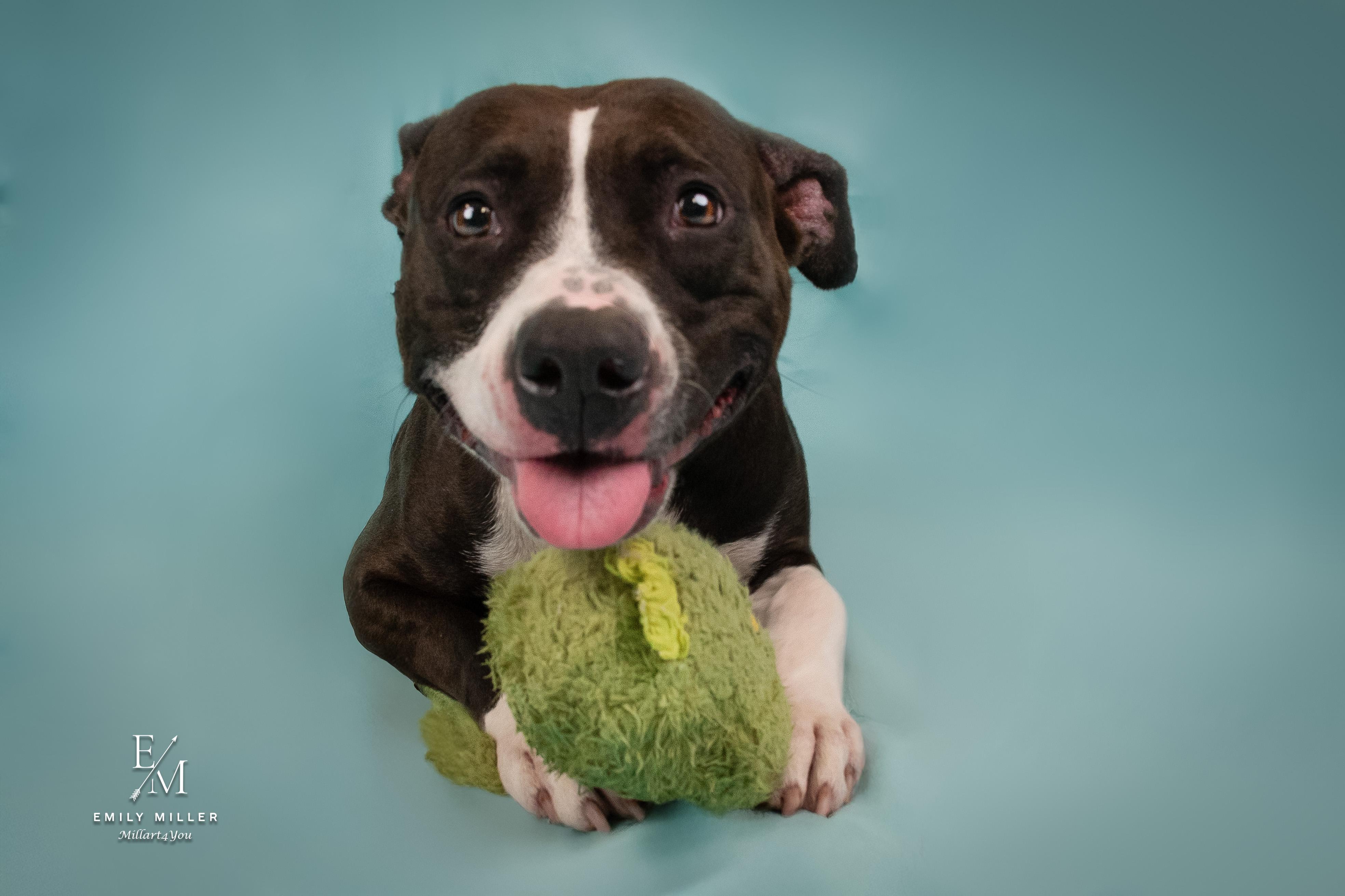 VENUS, a Adoptable mixed breed in Phoenix, AZ image 4/6