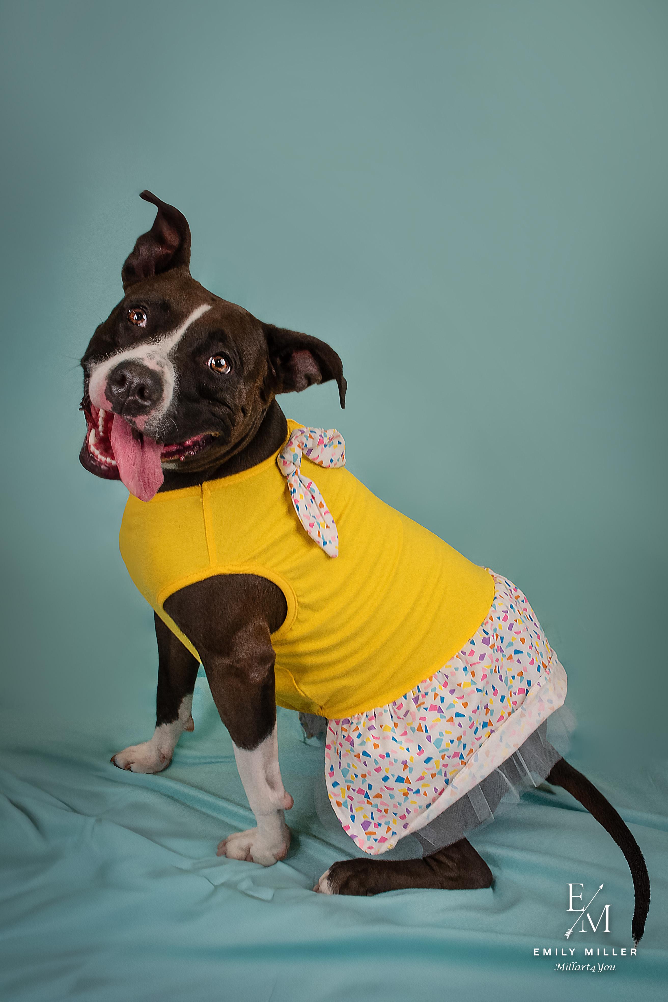 VENUS, Adoptable, Young Female Pit Bull Terrier.