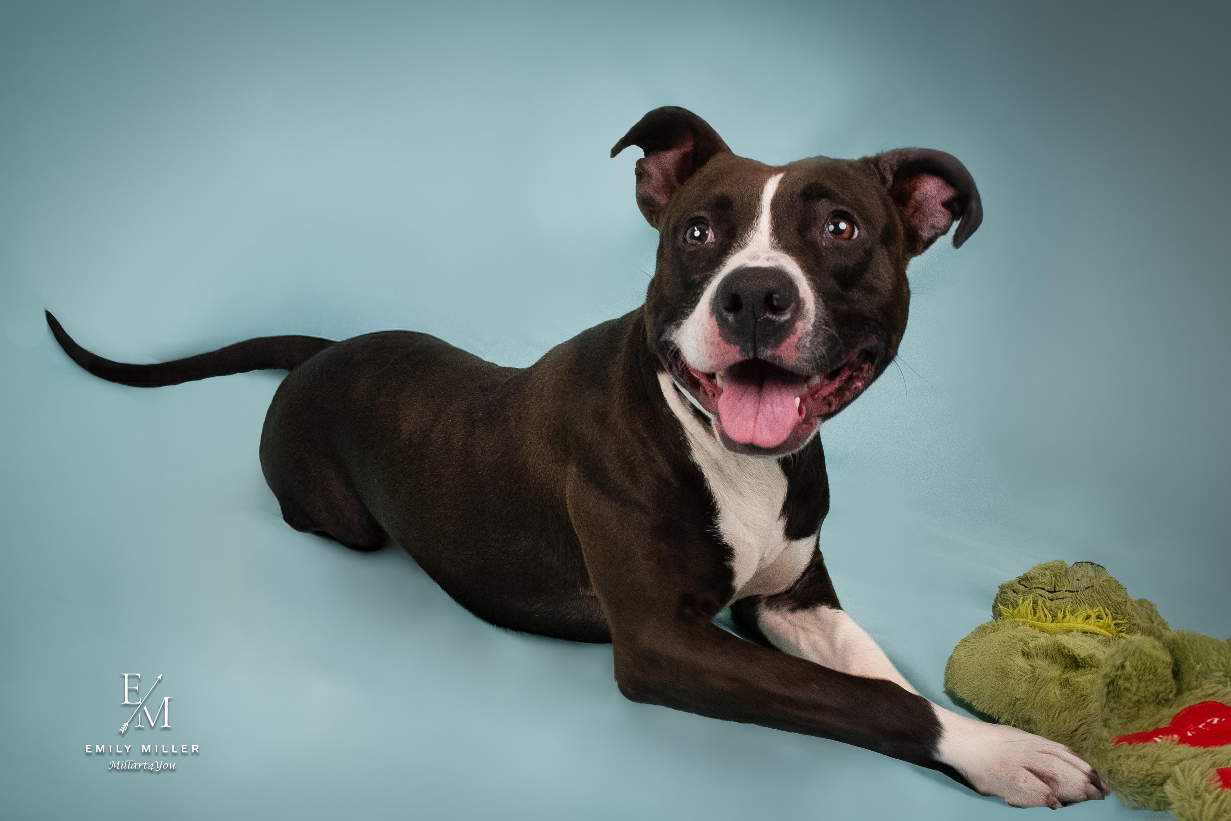 VENUS, a Adoptable mixed breed in Phoenix, AZ image 2/6