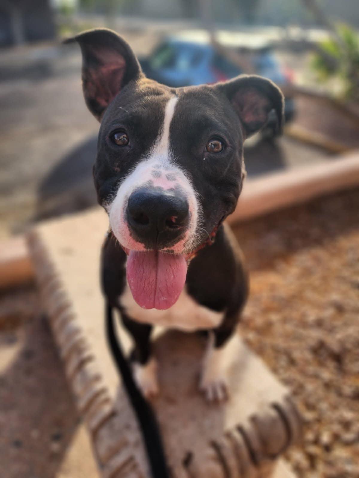 VENUS, a Adoptable mixed breed in Phoenix, AZ image 6/6