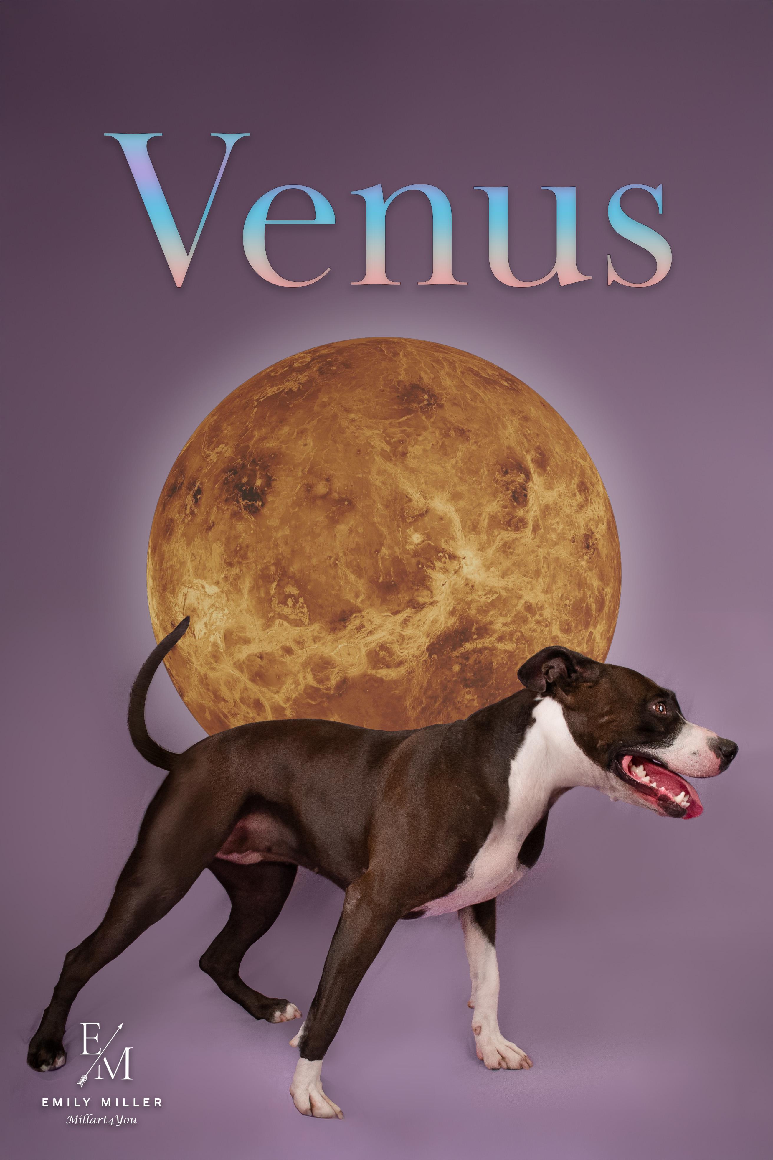VENUS, a Adoptable mixed breed in Phoenix, AZ image 3/6