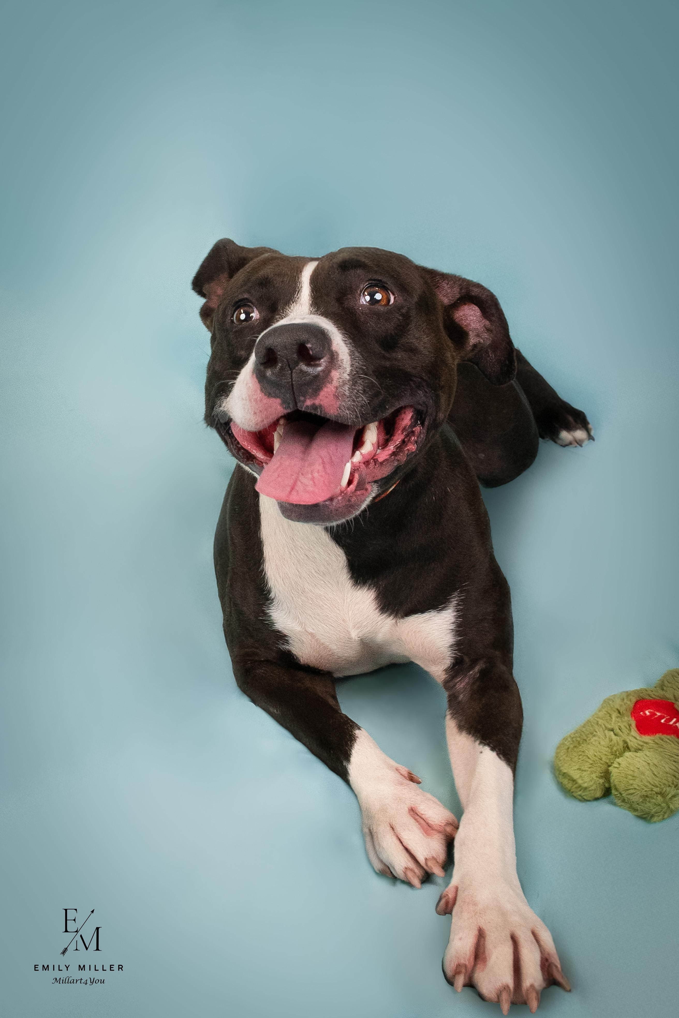 VENUS, a Adoptable mixed breed in Phoenix, AZ image 5/6