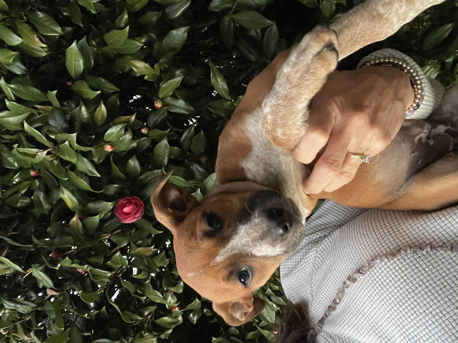 Enlarge Meadow, a Adoptable Mixed Breed in Mobile, AL image 2/2