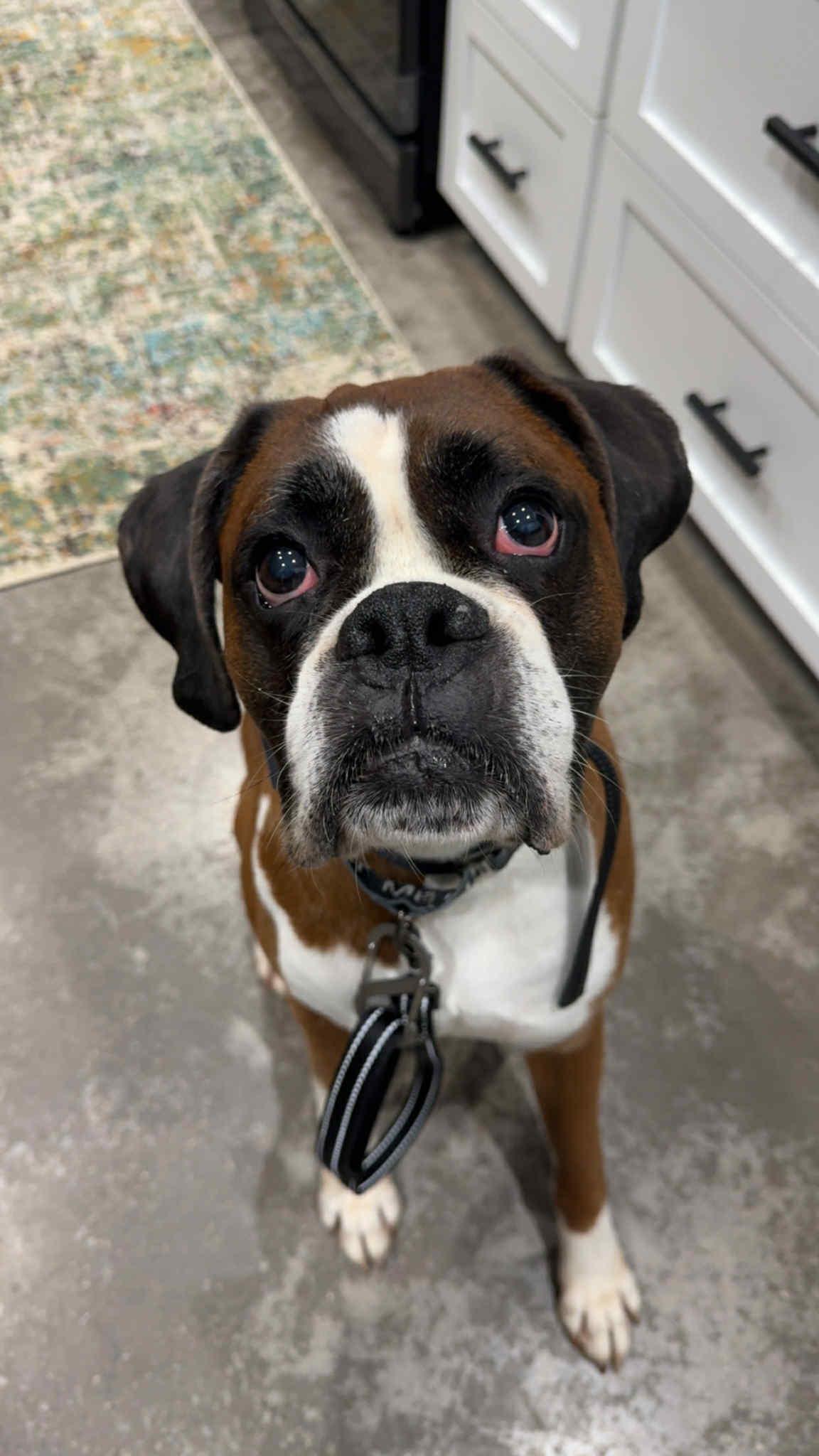 Lucky, a Adopted Boxer in Shakopee, MN image 1/3