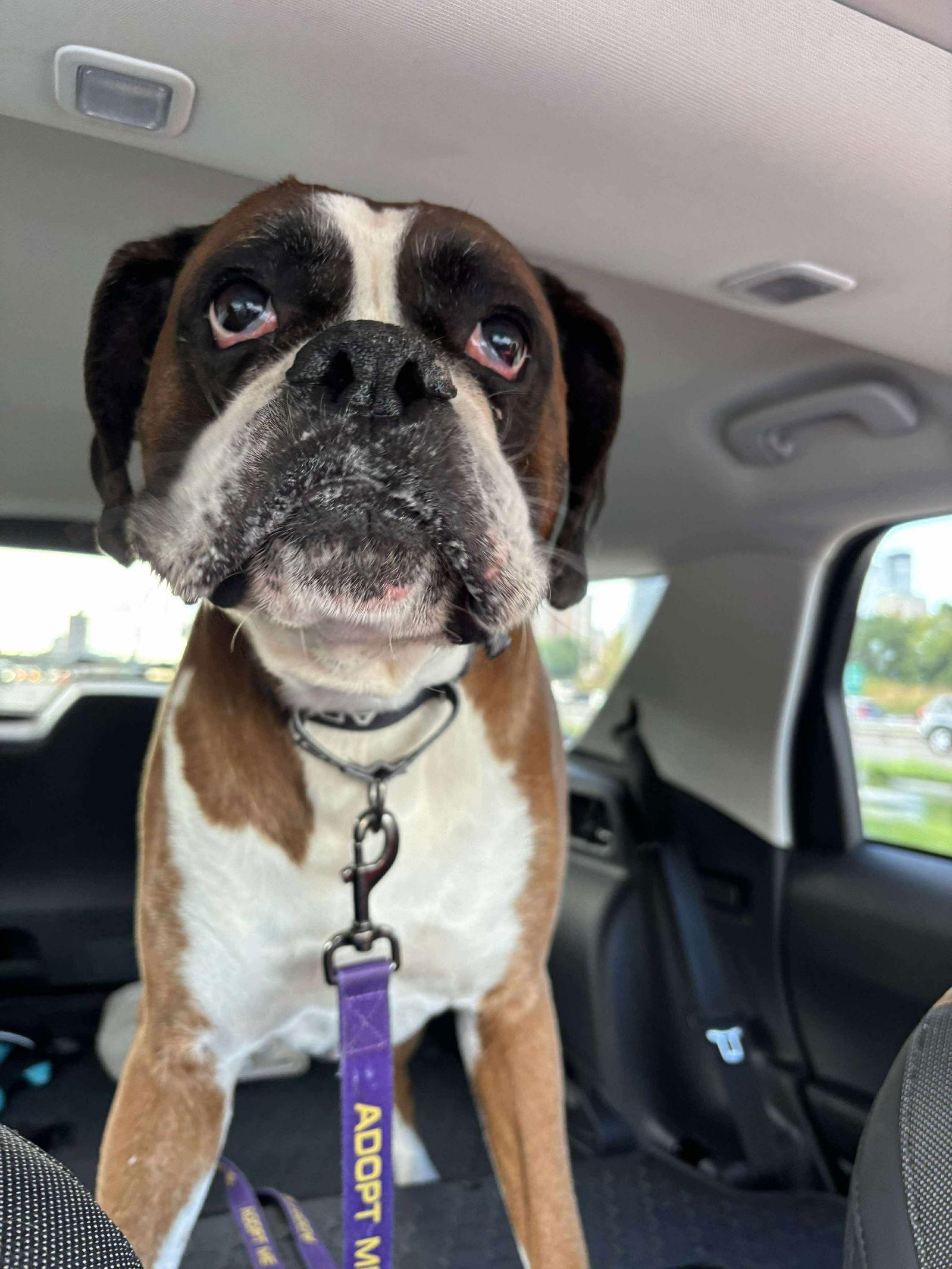 Lucky, a Adopted Boxer in Shakopee, MN image 2/3