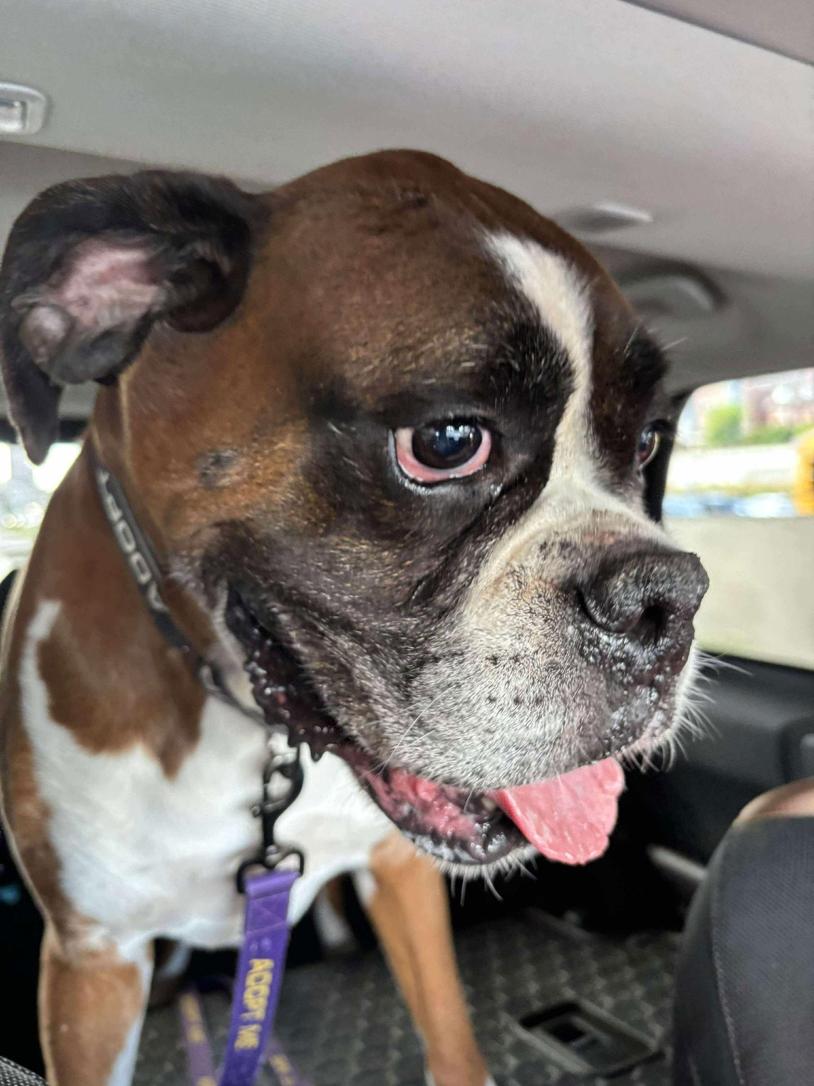 Lucky, a Adopted Boxer in Shakopee, MN image 3/3