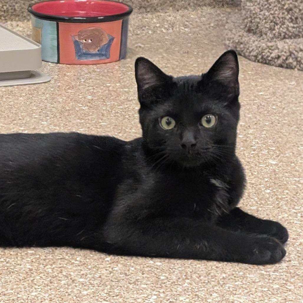 Charlie, a Adoptable Domestic Short Hair in Sonoma, CA image 2/6