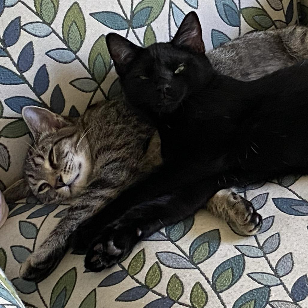 Charlie, a Adoptable Domestic Short Hair in Sonoma, CA image 3/6