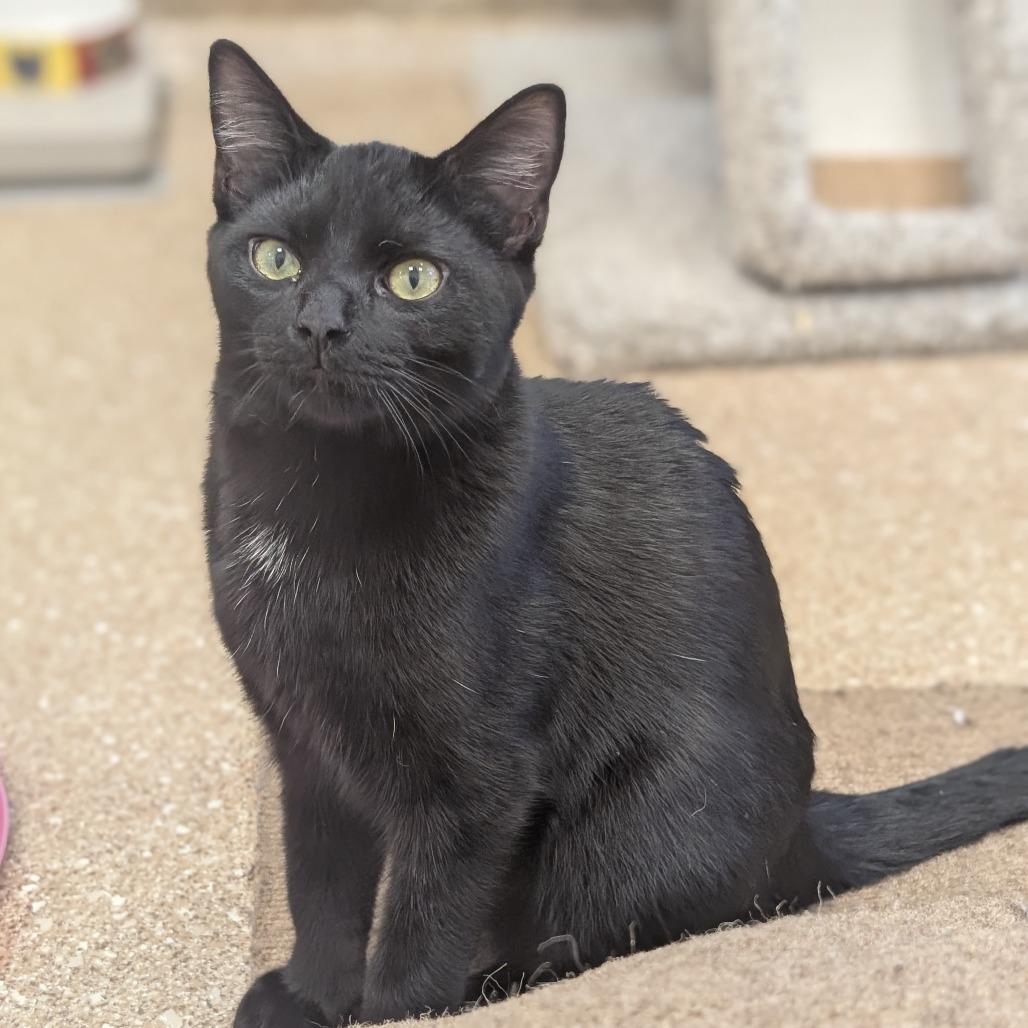 Charlie, a Adoptable Domestic Short Hair in Sonoma, CA image 4/6